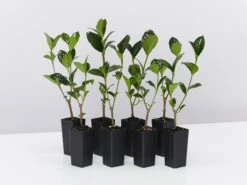 Gardenia Augusta Ocean Pearl