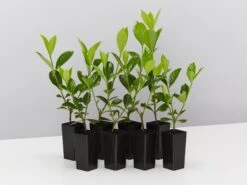 Gardenia Augusta Professor Pucci