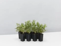 Gardenia Augusta Radicans Variegata