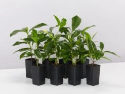 Gardenia Augusta Forever More (2m Tall)