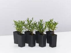 Gardenia Augusta O So Fine™ Pbr