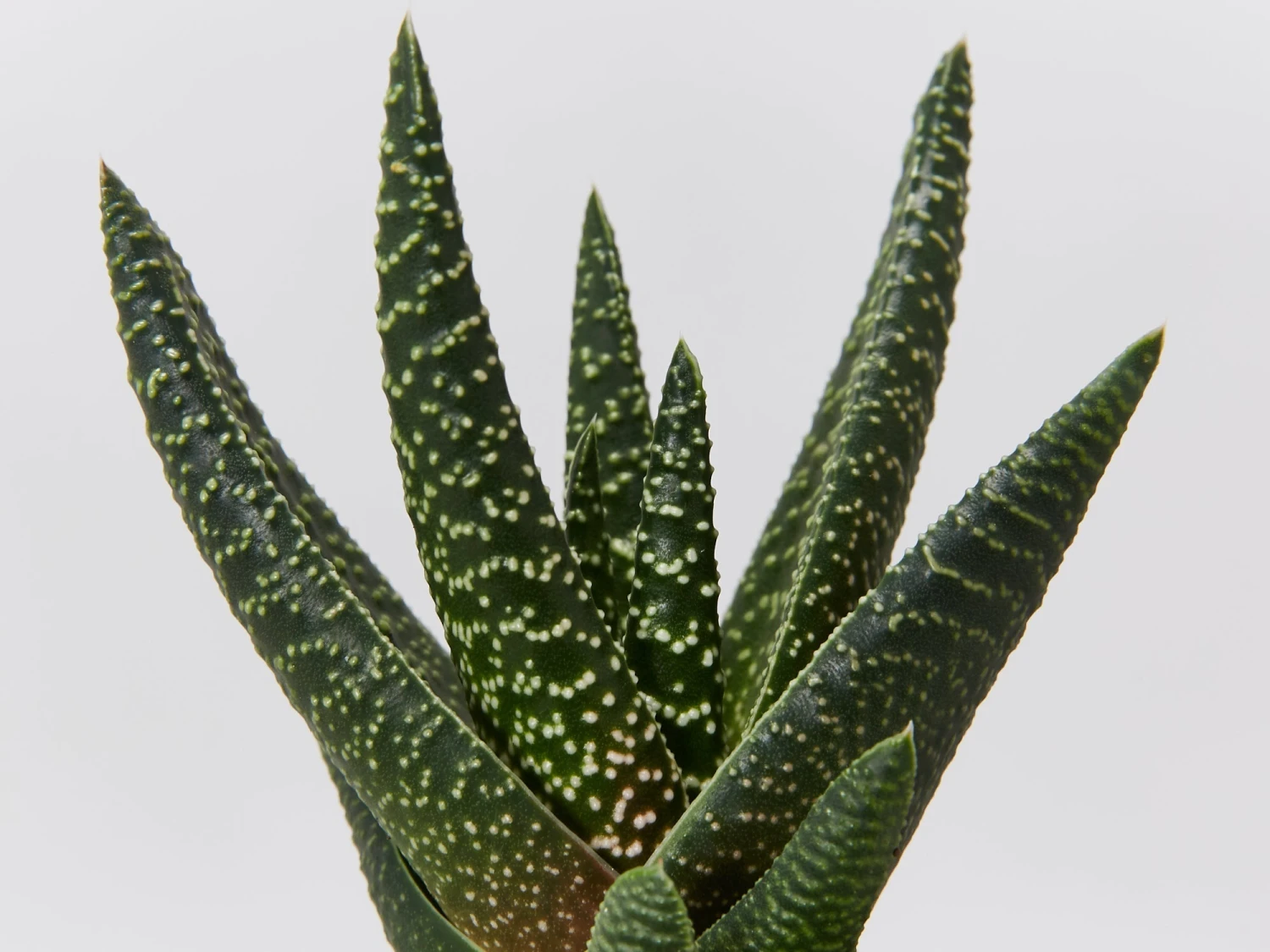 Gasteria Batesiana Okavango - Image 3