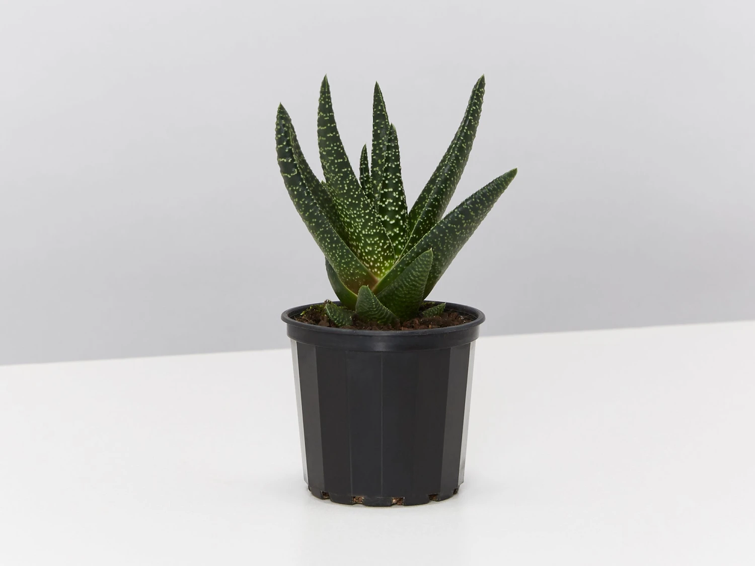 Gasteria Batesiana Okavango - Image 2