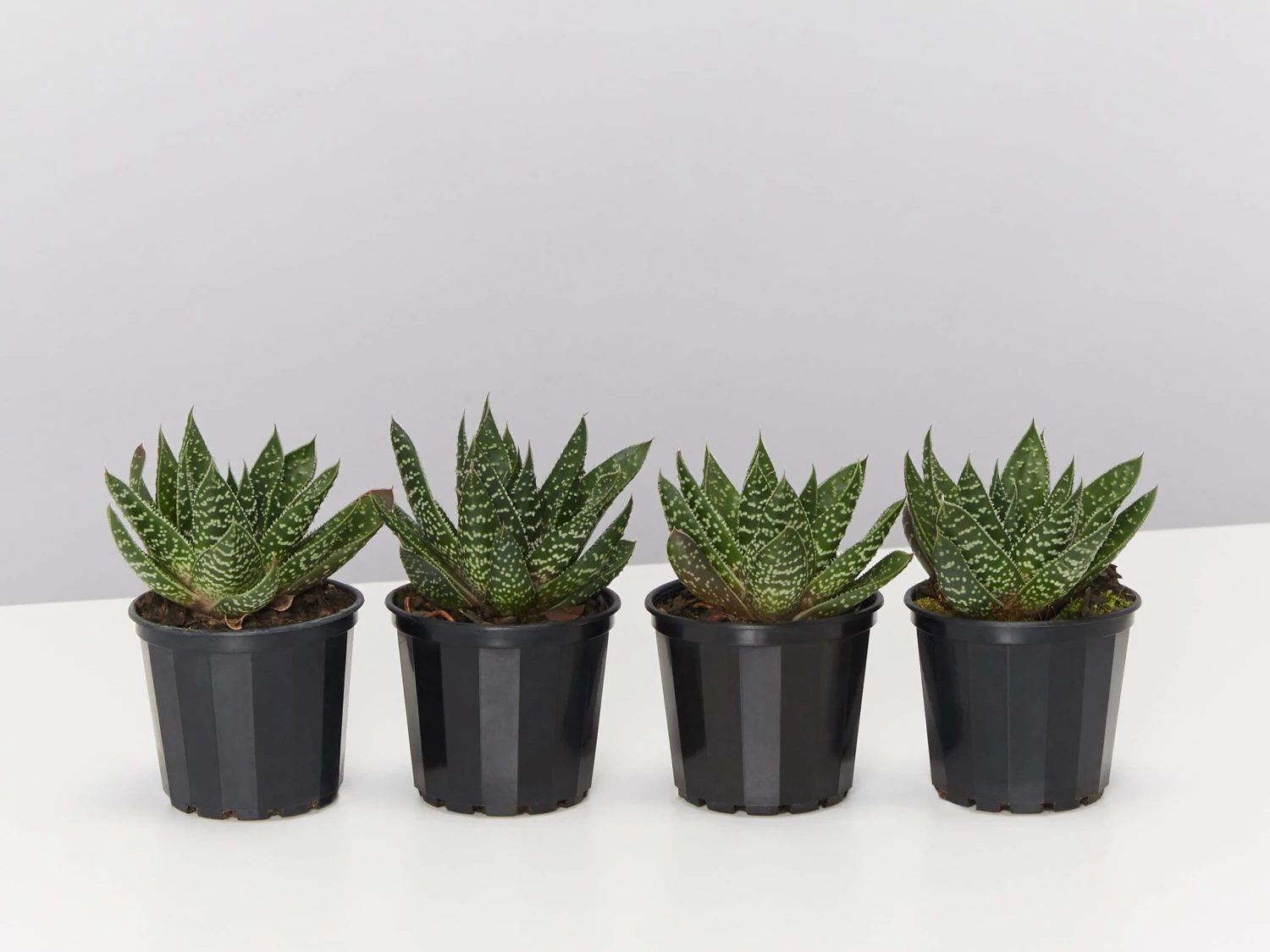 Gasteria Royal Wolfgang