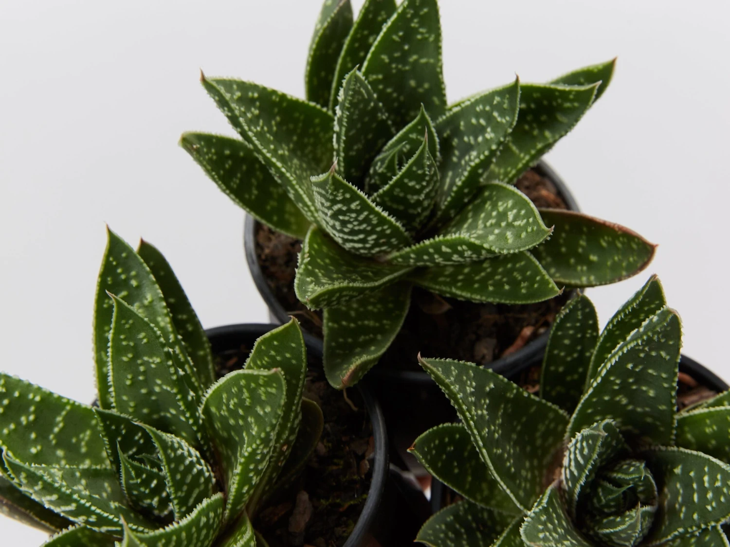 Gasteria Royal Wolfgang - Image 2