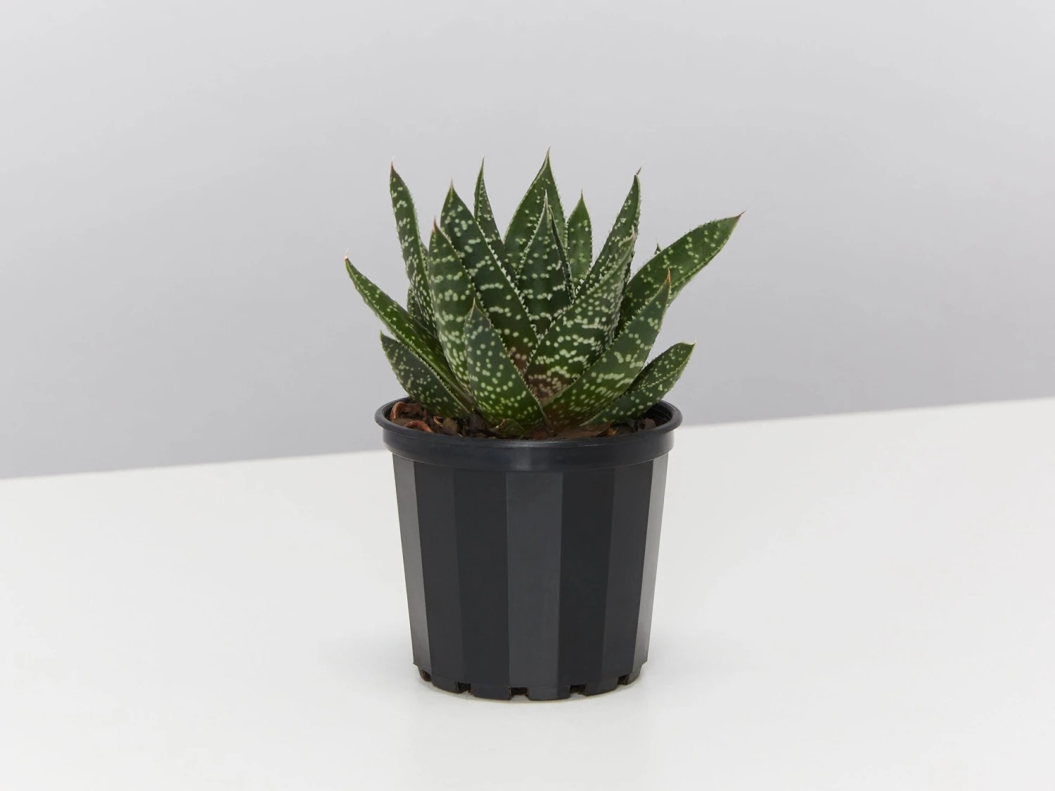 Gasteria Royal Wolfgang - Image 3