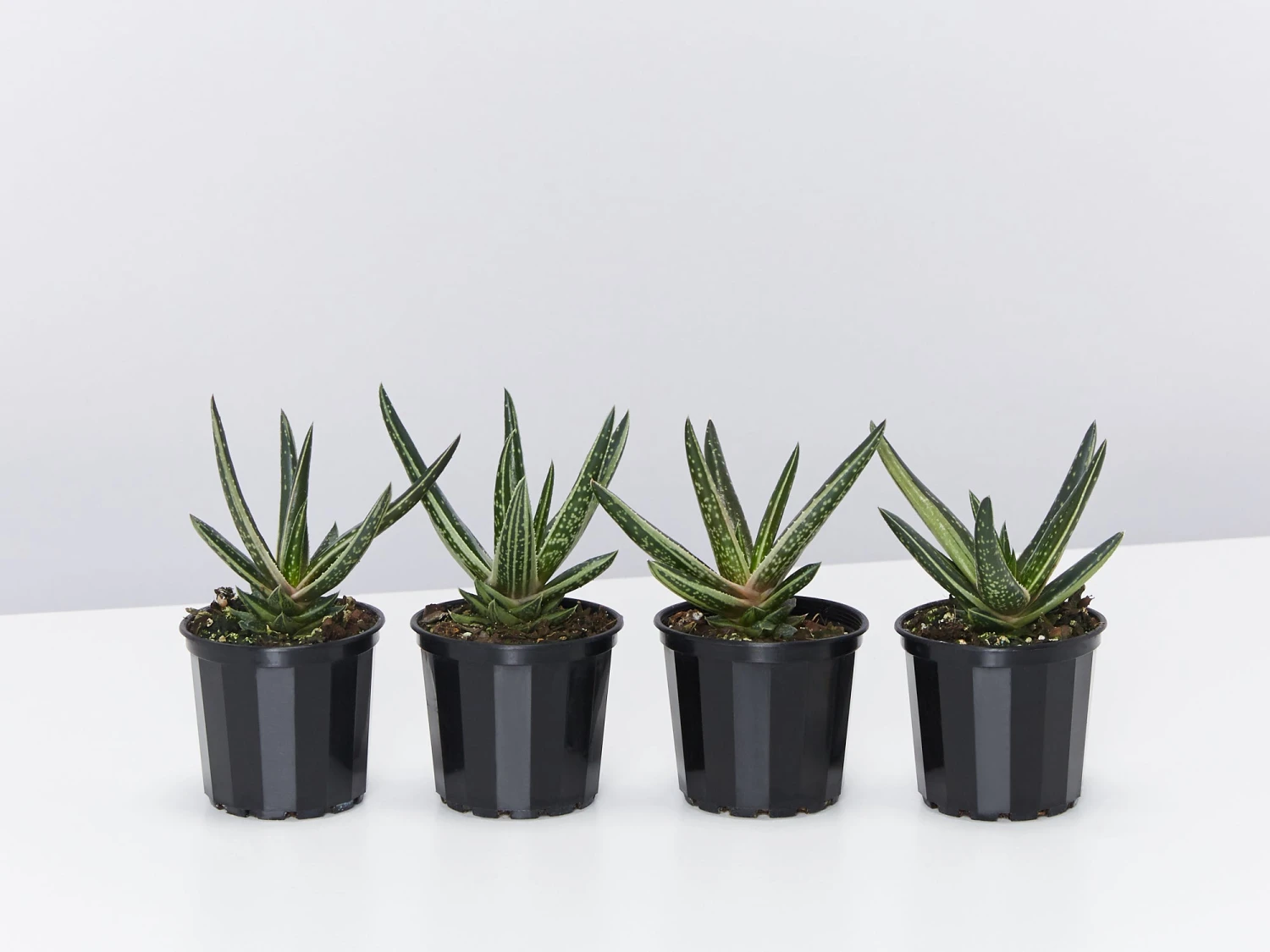 Gasteria Thais