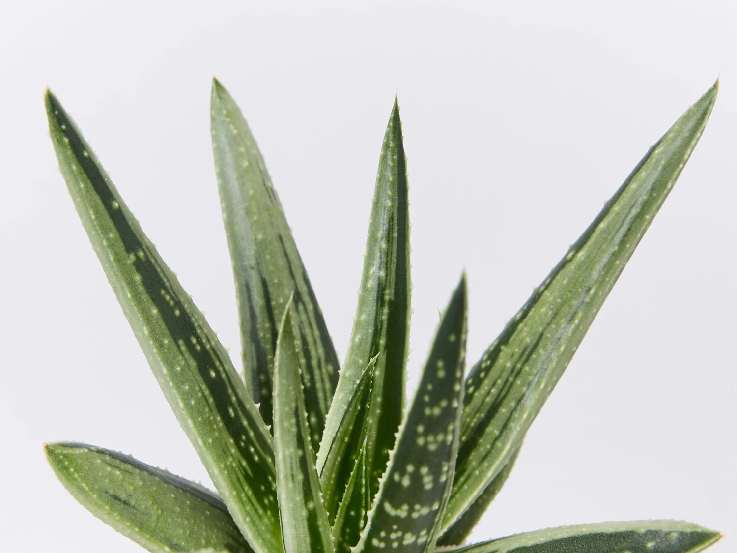 Gasteria Thais - Image 4