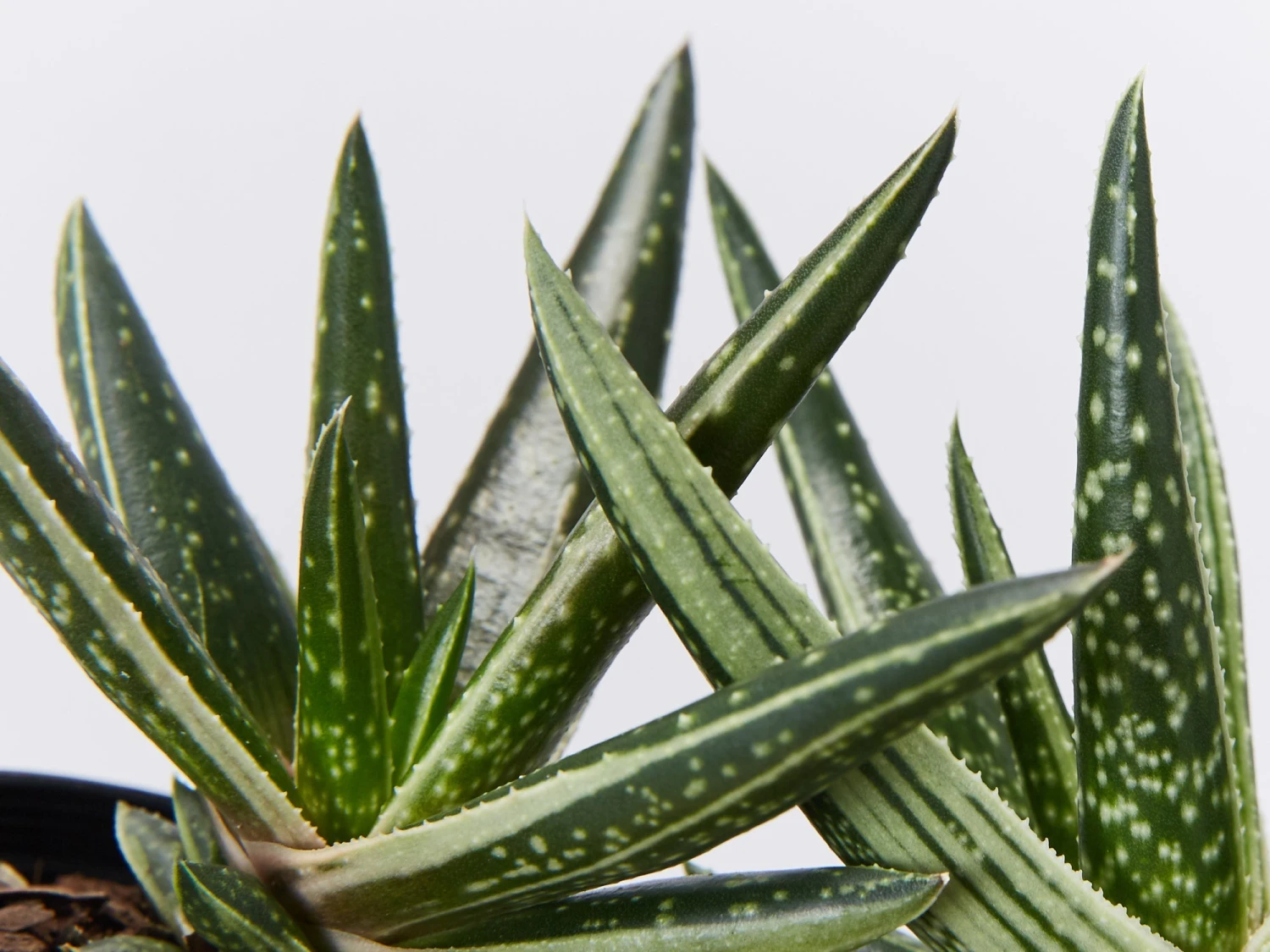 Gasteria Thais - Image 2