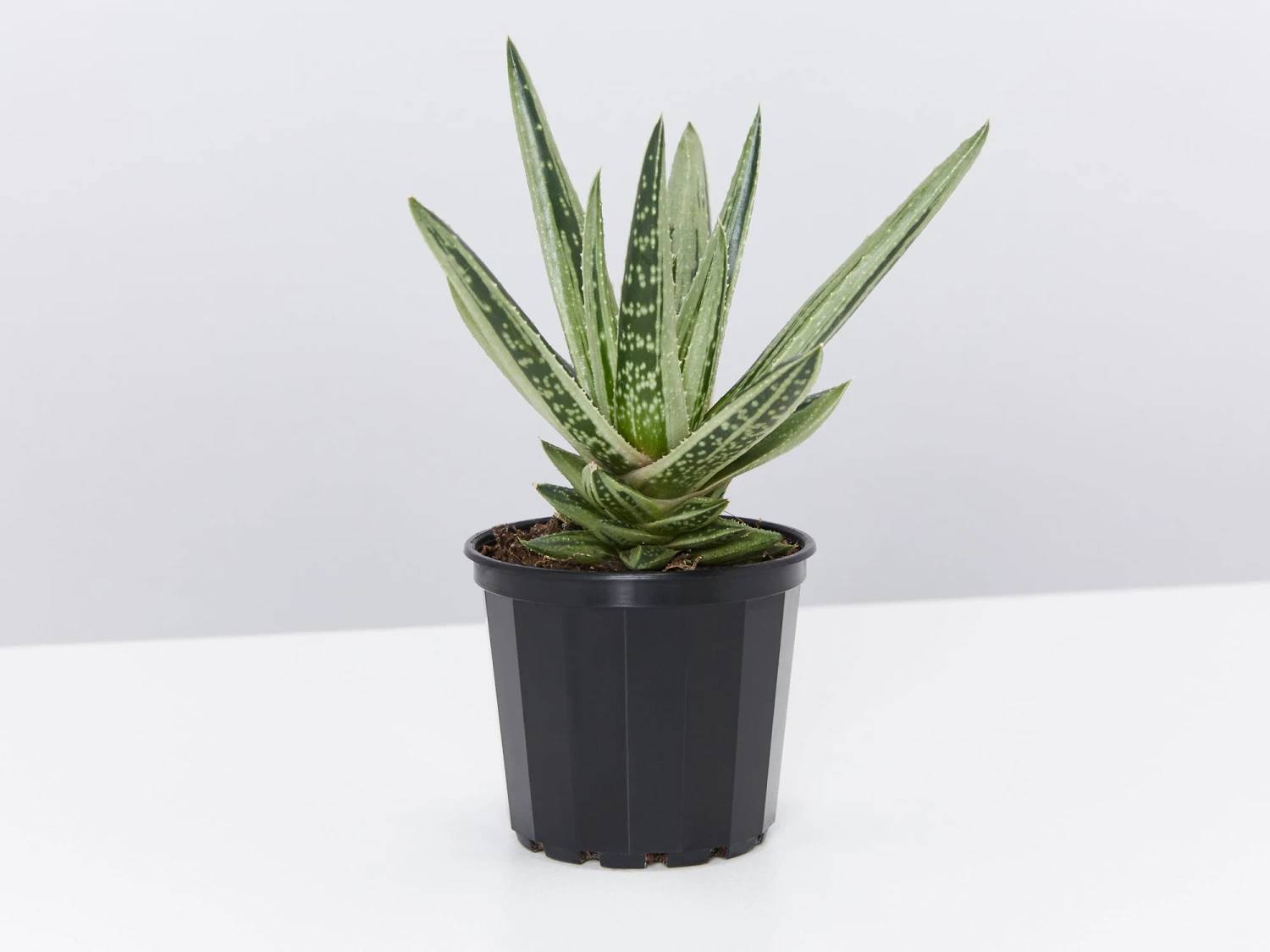 Gasteria Thais - Image 3