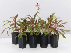 Gaura Lindheimeri Dark Pink