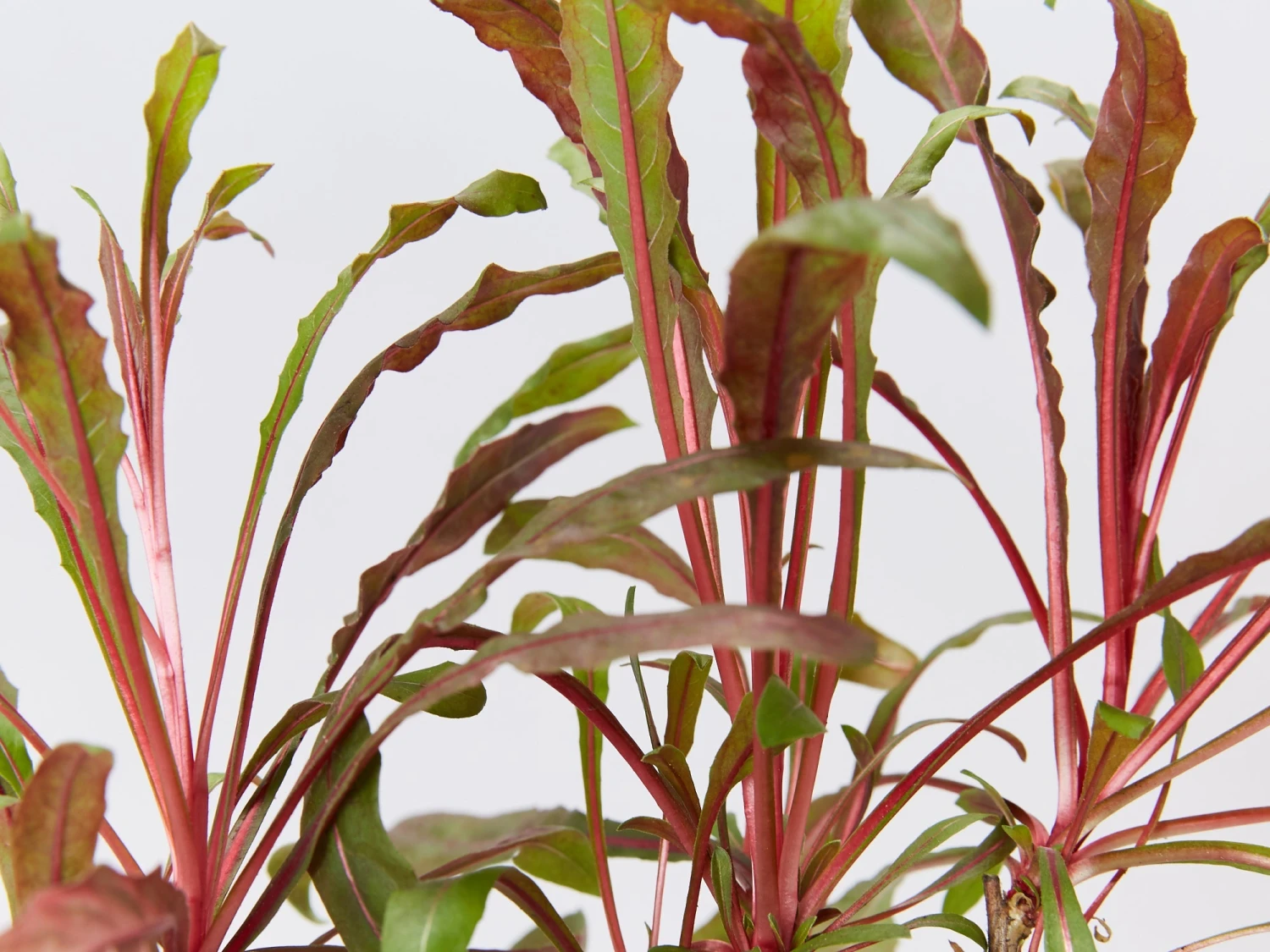 Gaura Lindheimeri Dark Pink - Image 3