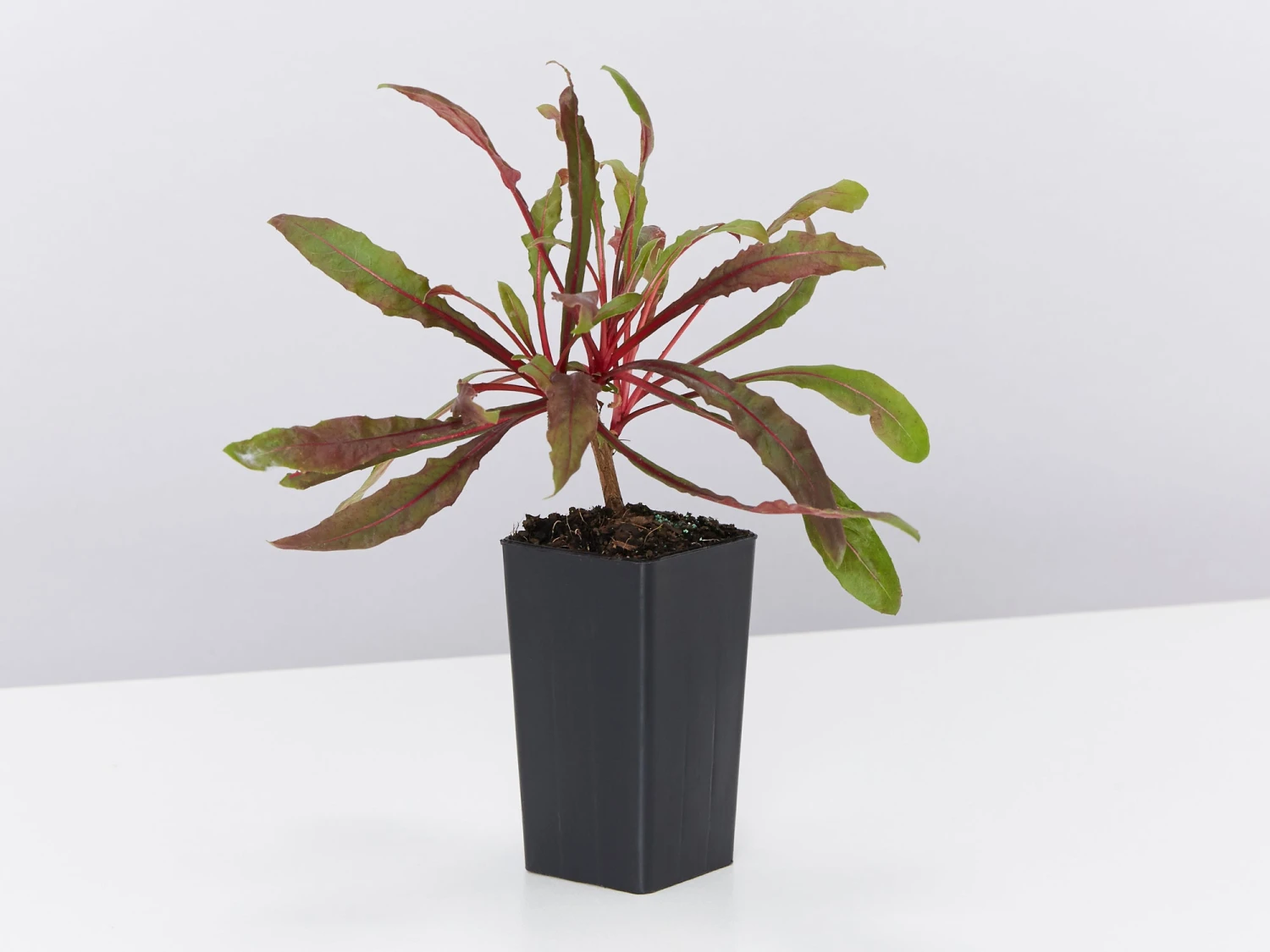 Gaura Lindheimeri Dark Pink - Image 4