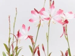 Oenothera (Gaura) Lindheimeri Little Janie