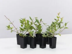 Gelsemium Sempervirens