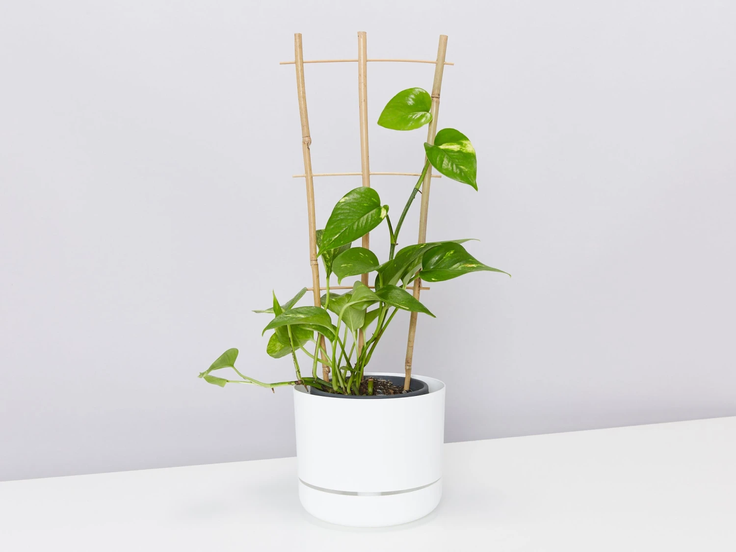 Bamboo Plant Trainer - Image 3
