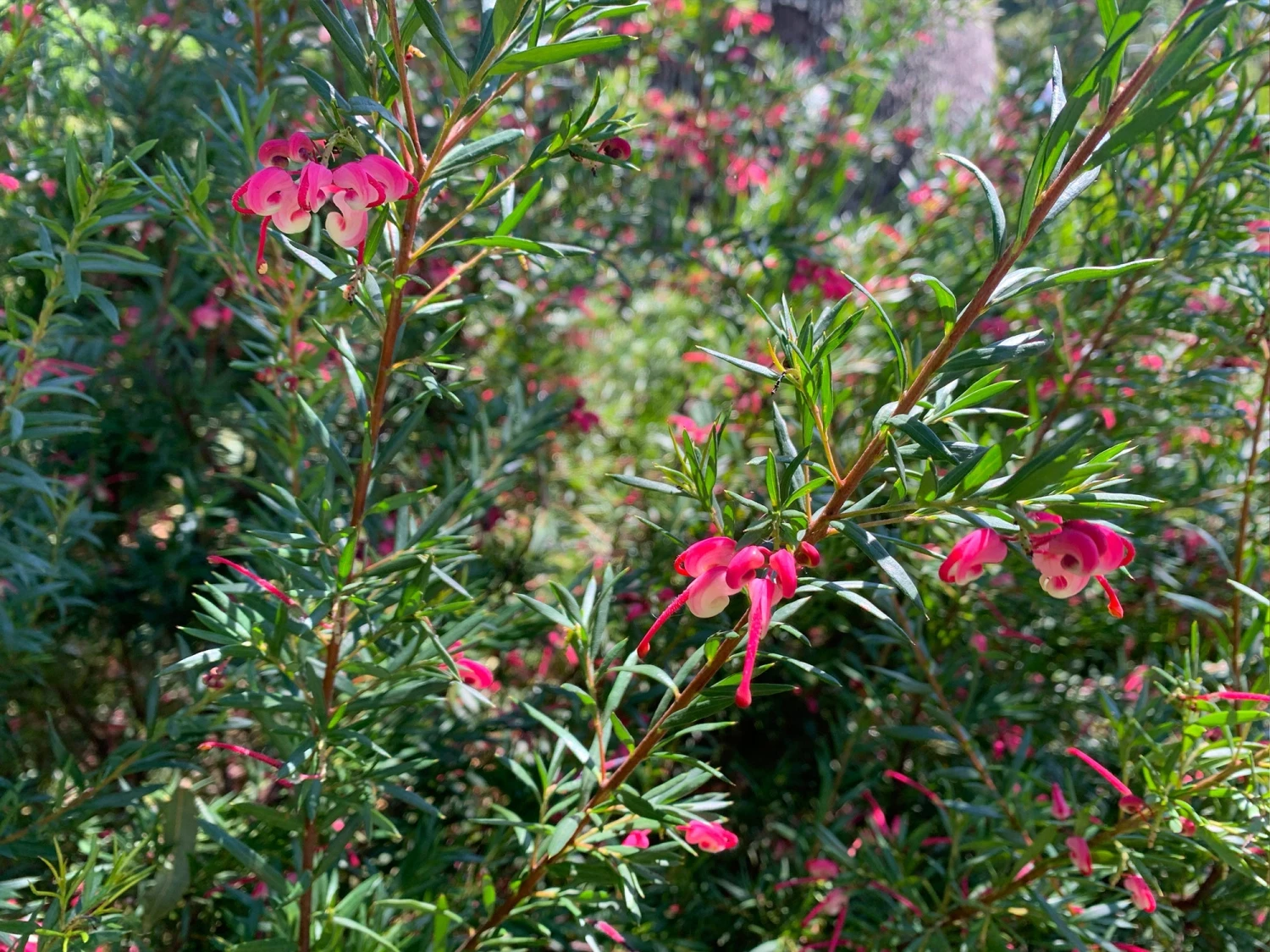 Grevillea Lilliane - Image 2