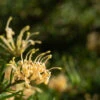 Grevillea Lemon Supreme