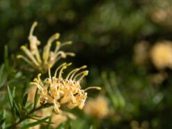 Assorted Grevillea Plant Pack