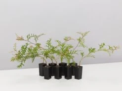 Grevillea Bronze Rambler