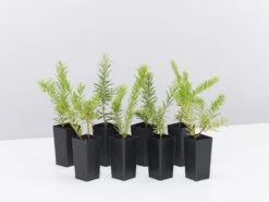 Grevillea Lanigera X Lavandulacea Cherry Ripe