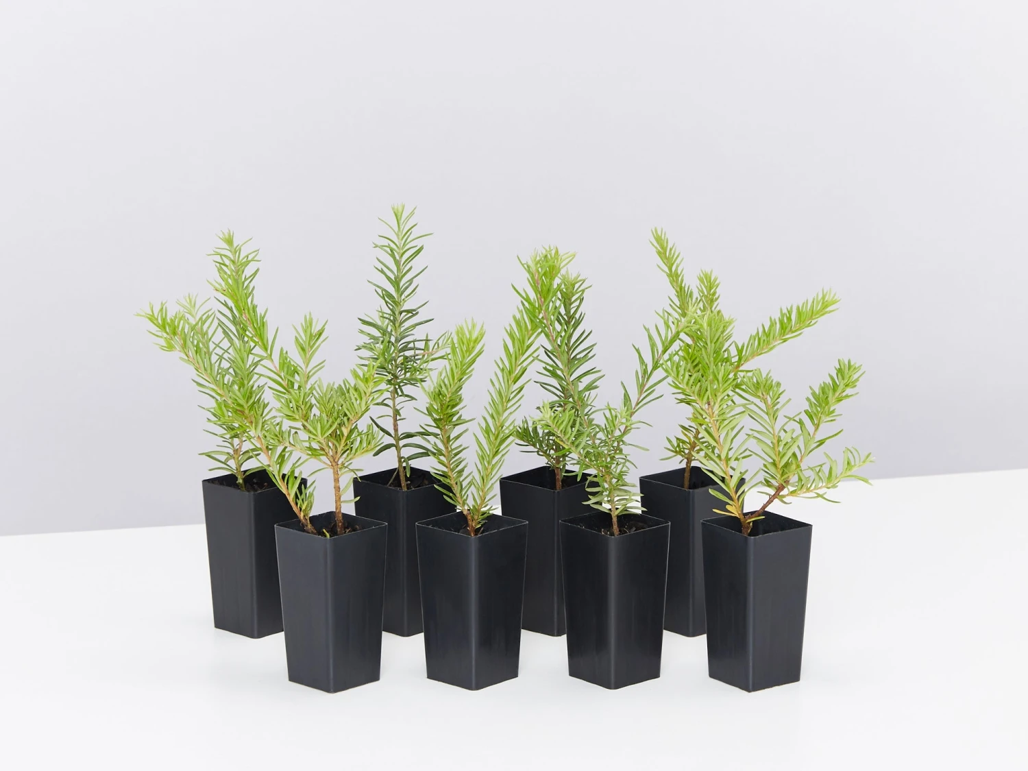 Grevillea Lanigera X Lavandulacea Cherry Ripe