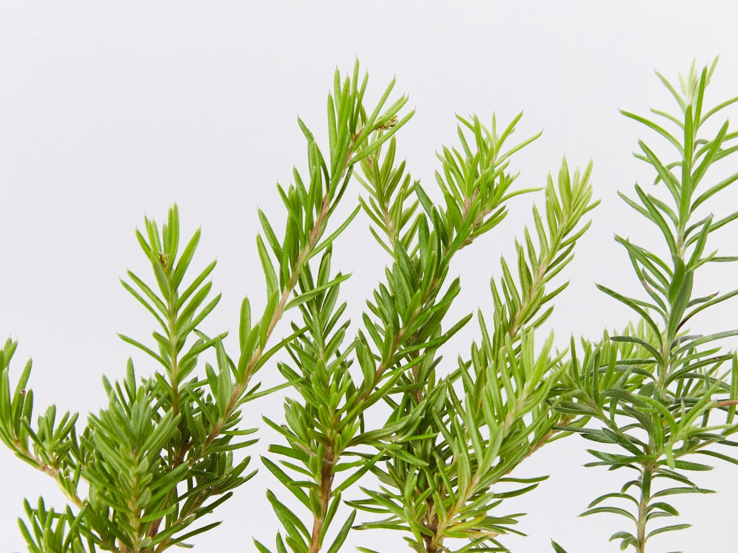 Grevillea Lanigera X Lavandulacea Cherry Ripe - Image 2