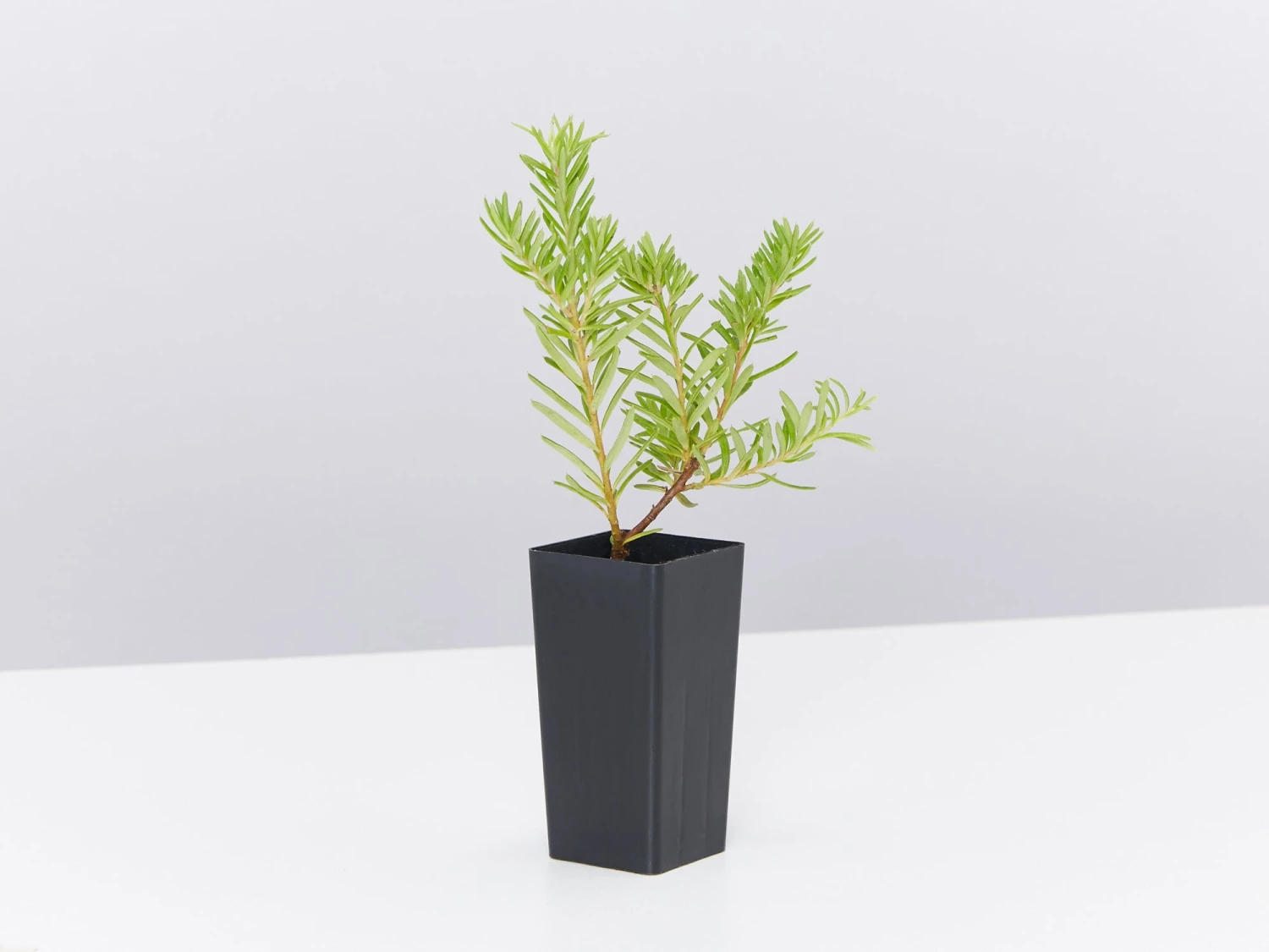 Grevillea Lanigera X Lavandulacea Cherry Ripe - Image 3