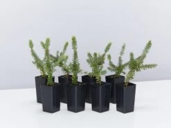 Grevillea Lanigera Mt Tamboritha