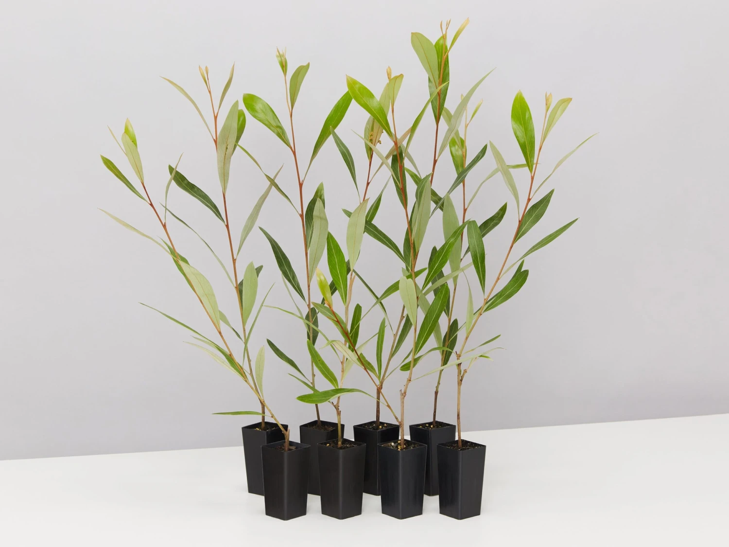 Grevillea Orange Marmalade - Image 3