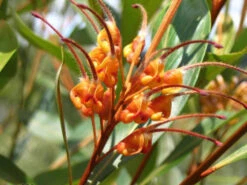 Grevillea Orange Marmalade