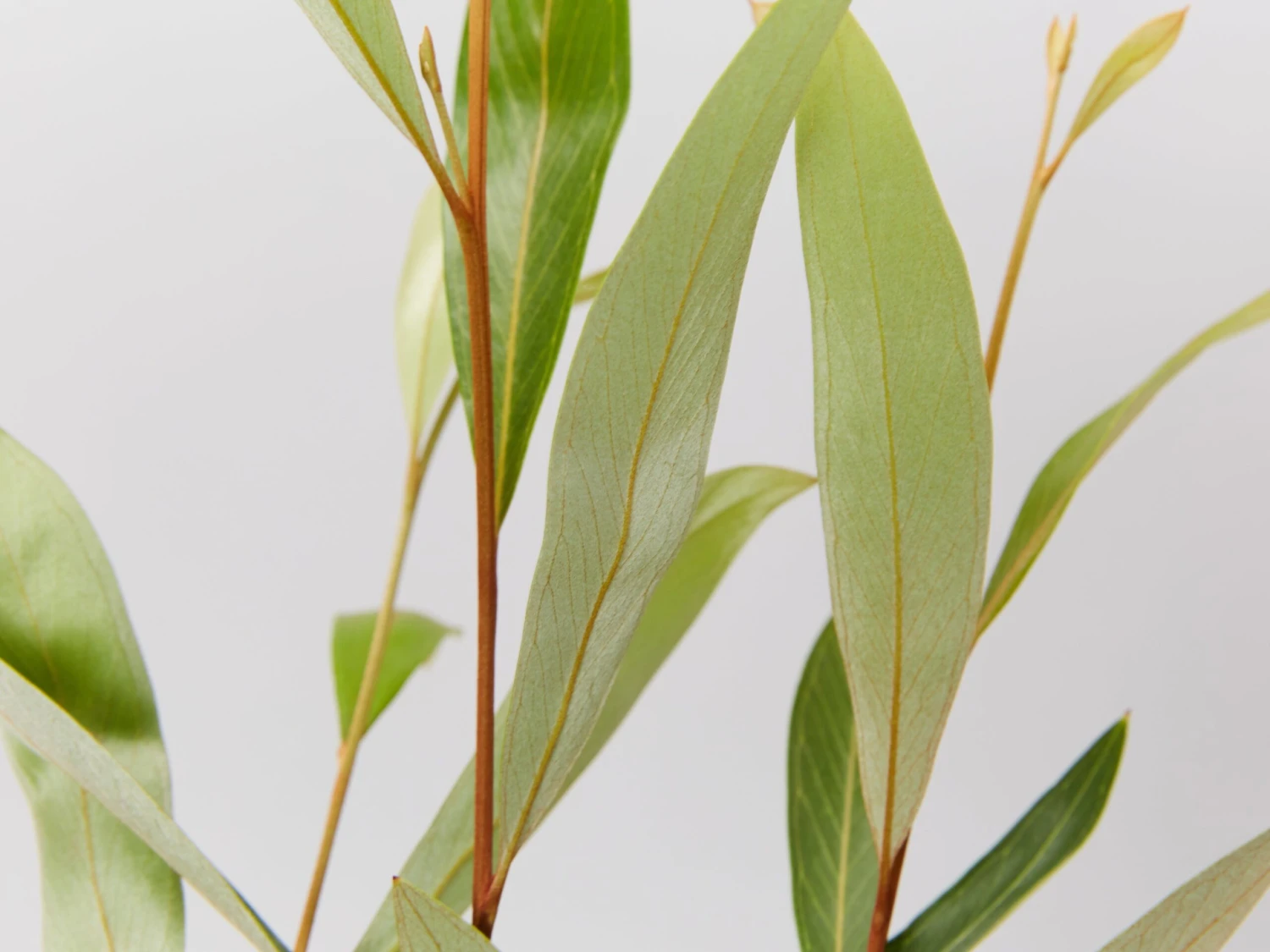 Grevillea Orange Marmalade - Image 2