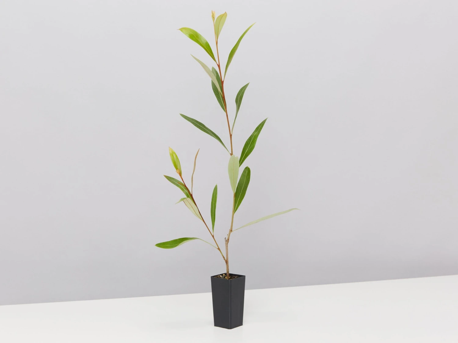 Grevillea Orange Marmalade - Image 5