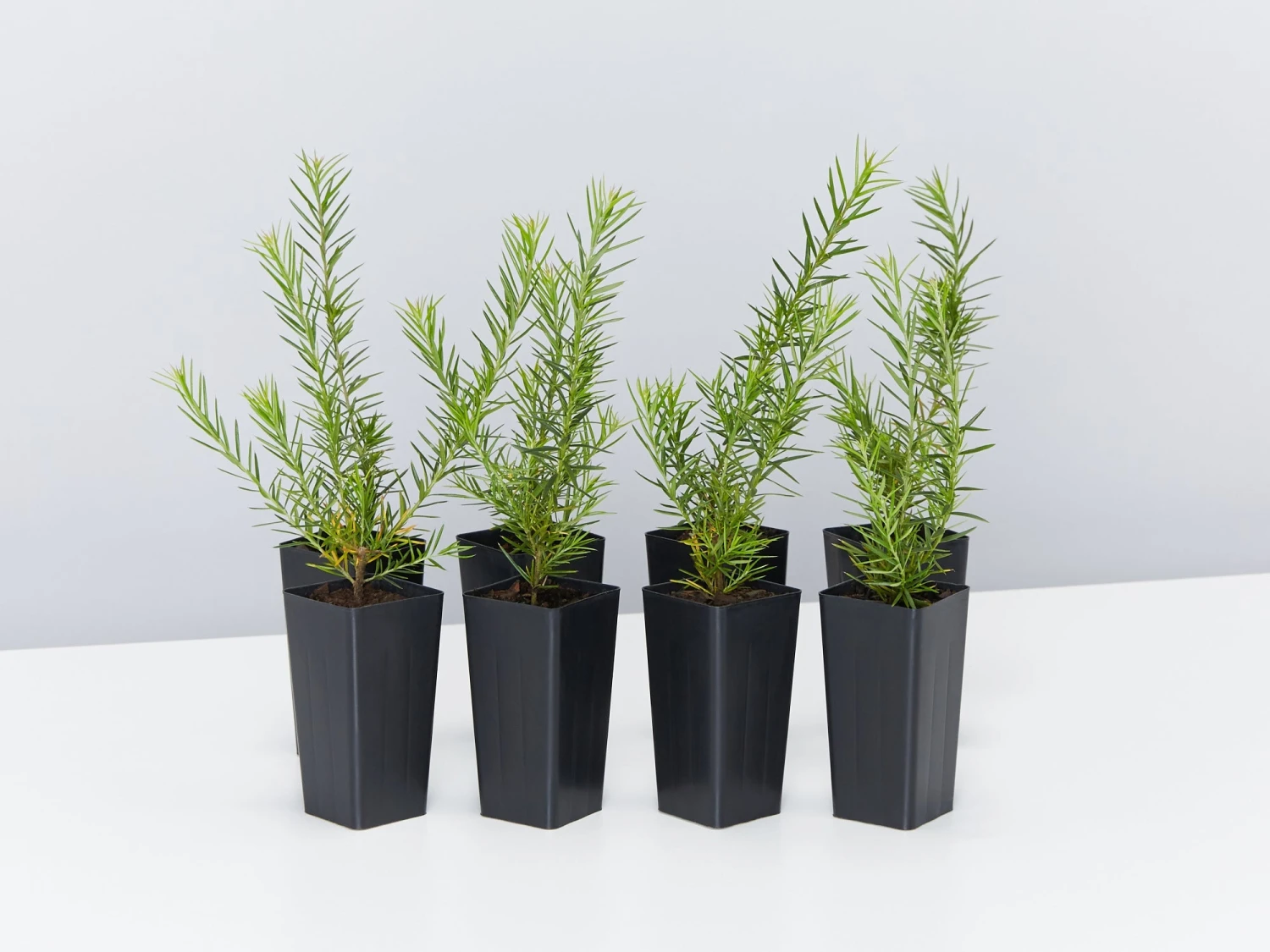 Grevillea Pink Pearl