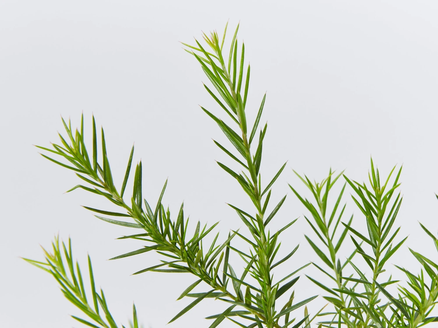 Grevillea Pink Pearl - Image 3