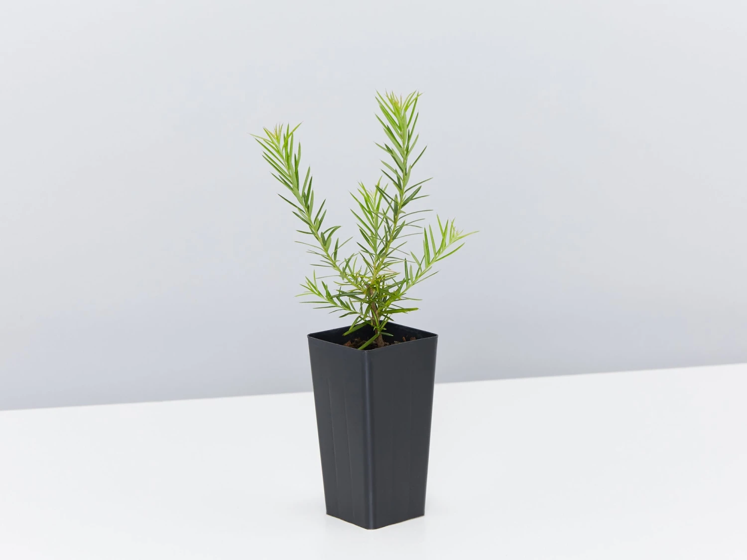 Grevillea Pink Pearl - Image 4