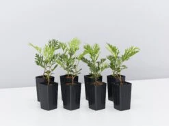 Grevillea Robyn Gordon