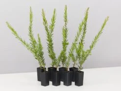 Grevillea Rosy's Baby