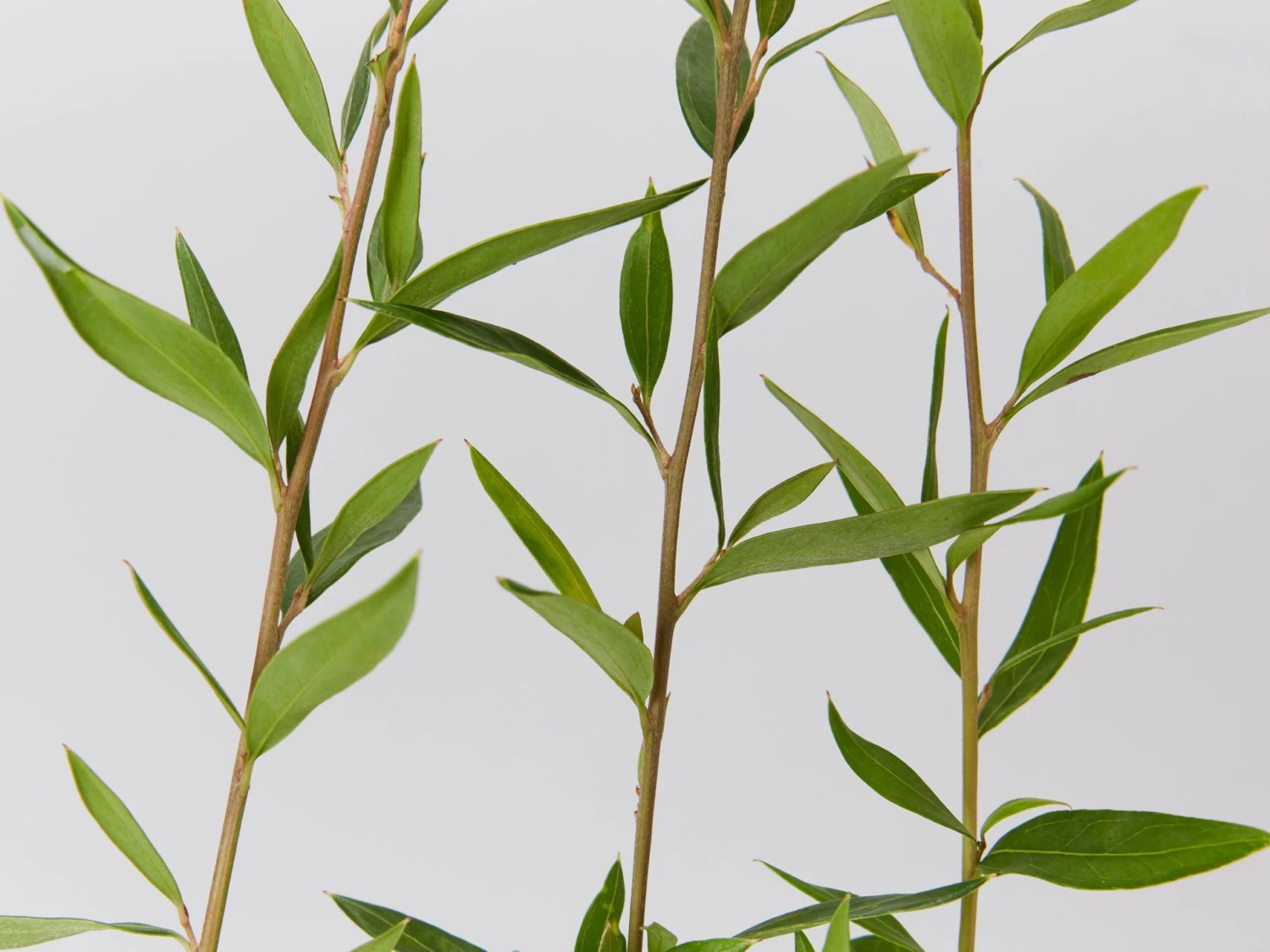 Grevillea Splendour - Image 3