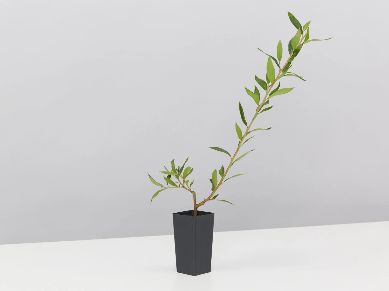 Grevillea Splendour - Image 2