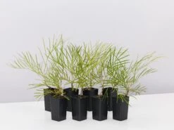 Grevillea Banksii X Pteridifolia Honey Gem