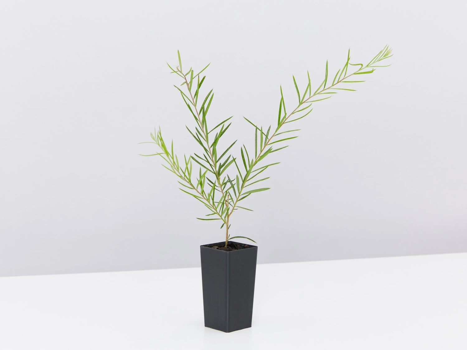 Grevillea Lilliane - Image 4