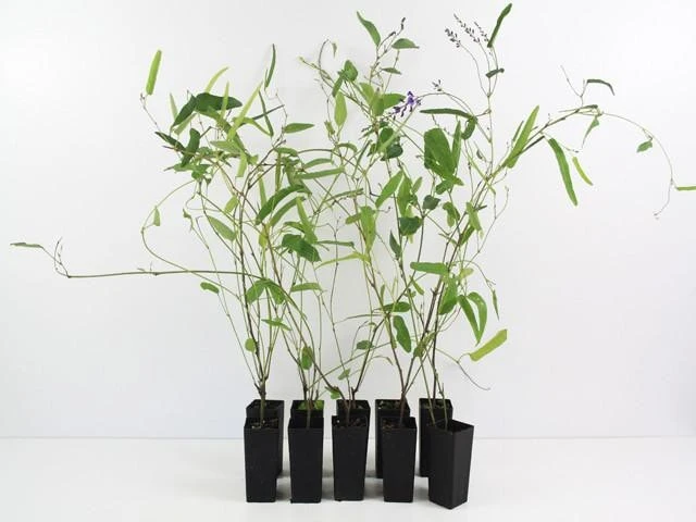 Hardenbergia Violacea