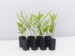 Meema™ Hardenbergia Violacea 'HB1' PBR