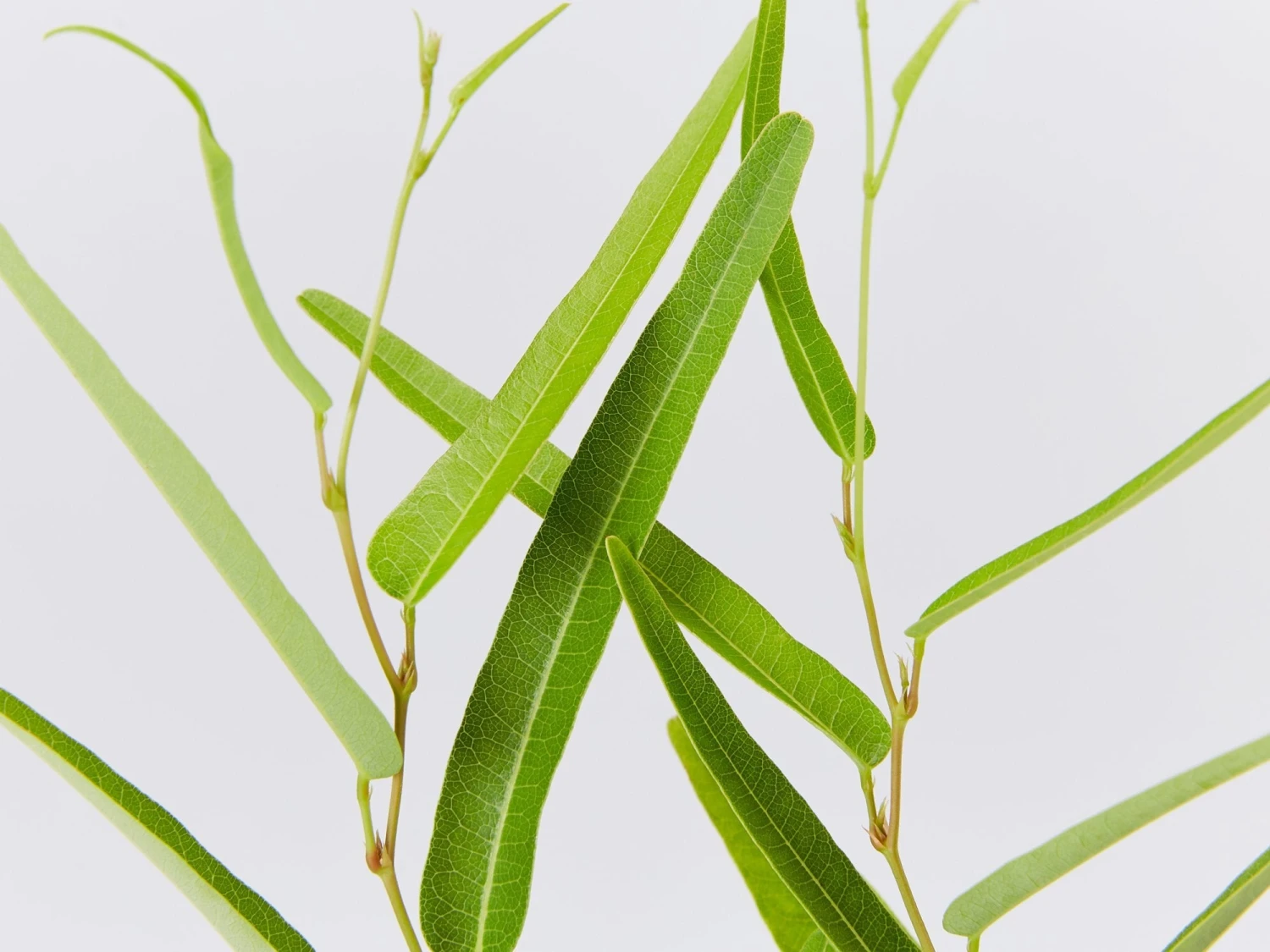 Meema™ Hardenbergia Violacea 'HB1' PBR - Image 3