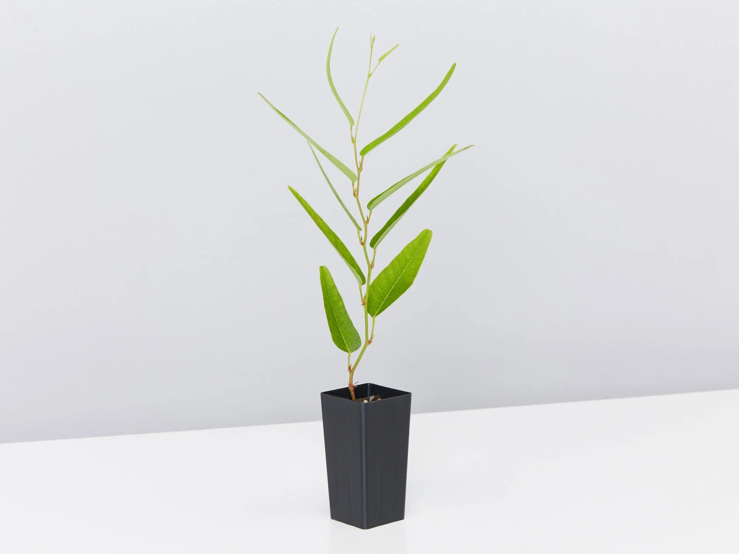 Meema™ Hardenbergia Violacea 'HB1' PBR - Image 5