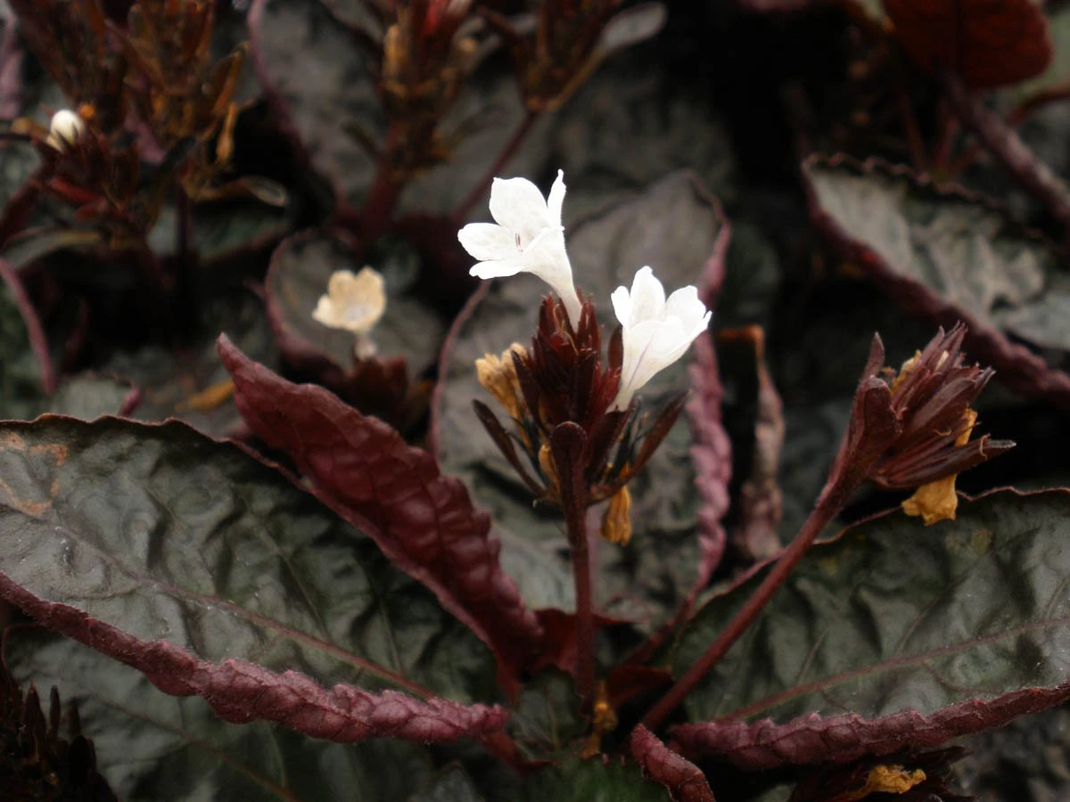 Hemigraphis Exotica - Image 2