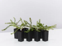 Hibbertia Vestita Little Rocker