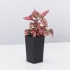 Hypoestes Confetti Compact Rose