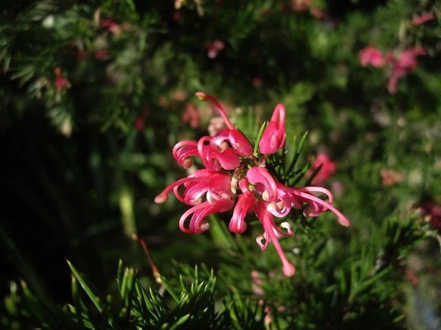 Grevillea Pink Pearl - Image 2